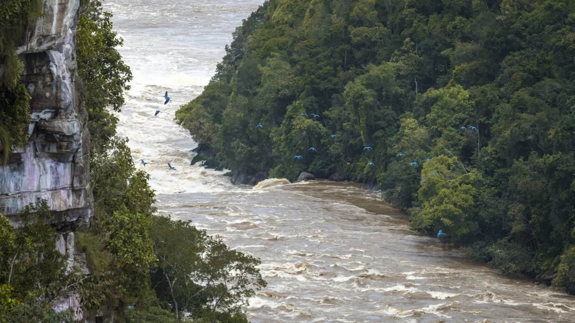 Guacamayas azules sobrevolando “El nido de las guacamayas”, un cañón selvático del Caquetá, Colombia, con el río corriendo entre paredes de bosque denso. Fotografía de Niko Jacob para The Community Forests.