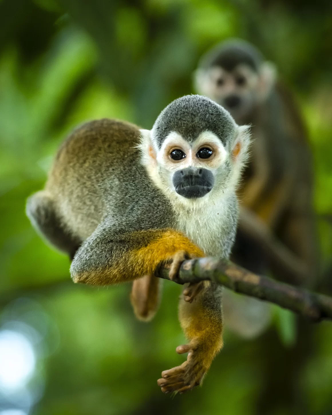 El mono de la selva (Saimiri sciureus) observando desde una rama en Isla Arara, Amazonas, Colombia. Fotografía de Niko Jacob.