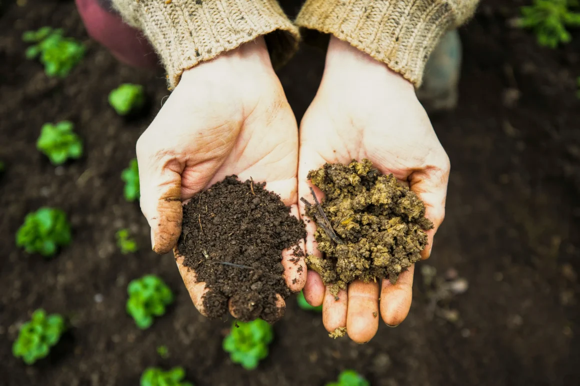 Hands holding two different types of soil in a cultivated field: one dark and rich in organic matter, the other dry and compacted, illustrating soil health and regenerative agriculture.