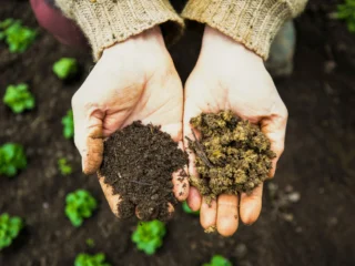 Hands holding two different types of soil in a cultivated field: one dark and rich in organic matter, the other dry and compacted, illustrating soil health and regenerative agriculture.