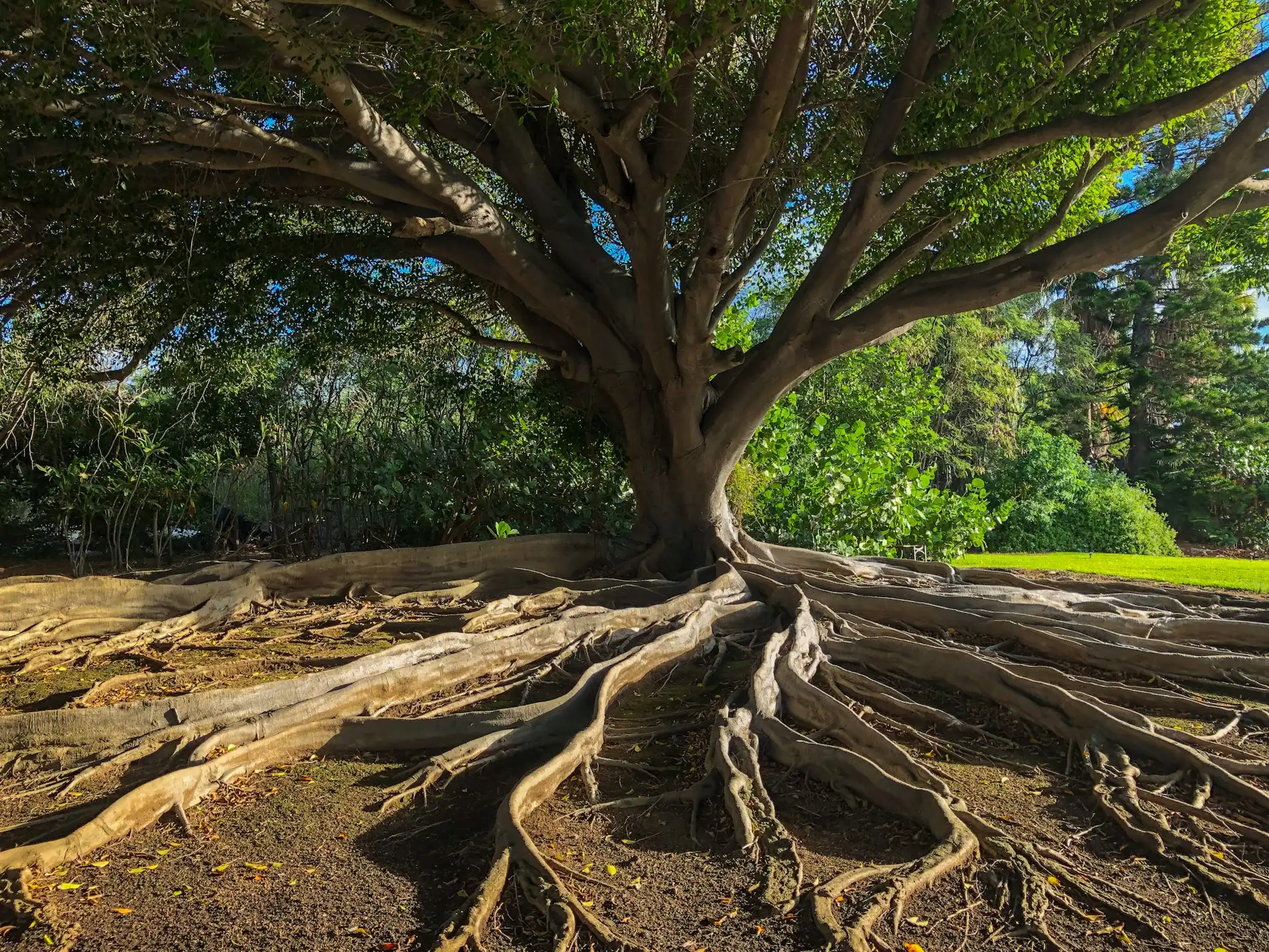 Large tree with exposed roots, illustrating how healthy soils support biodiversity, resilience, and the productivity of terrestrial ecosystems.